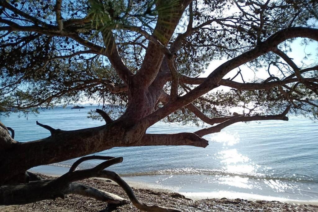 Face Mer Entre Plage Et Marina 博尔马斯·莱斯·米默萨斯 外观 照片